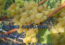 кишмиш 342