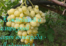 виноград ладанный 2