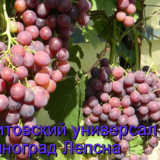виноград Лепсна