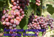 виноград Лепсна