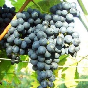 бессемянный сорт черный изумруд