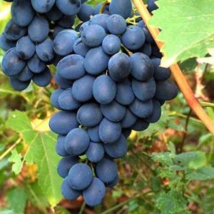 виноград альфа