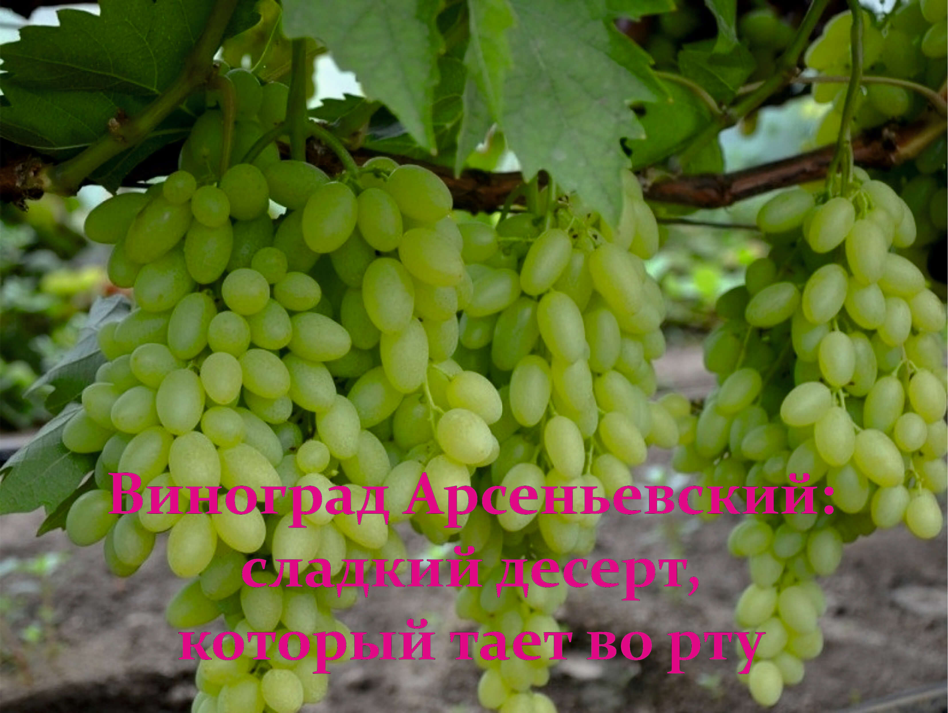 виноград арсеньевский