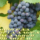 виноград альфа