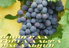 виноград альфа