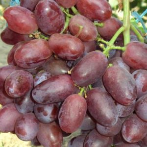 виноград сорта андрюша