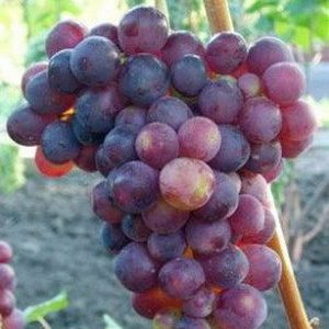 гроздь винограда лепсна