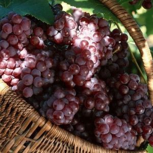 виноград лепсна