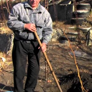 правила посадки винограда