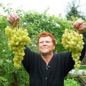 грозди сорта ананасный