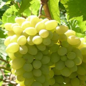уход за сортом ляна