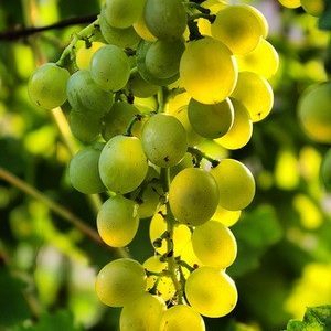 гроздь ананасный ранний