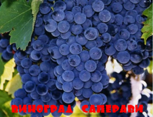 виноград саперави