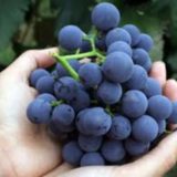 Мускат Гамбургский описание сорта