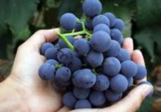 Мускат Гамбургский описание сорта
