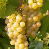 Мускат Голодриги виноградная кисть