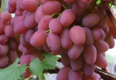 Описание винограда Гелиос
