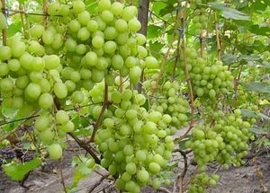 Описание сорта Кеша