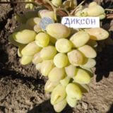 виноград диксон