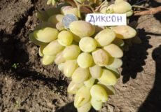 виноград диксон