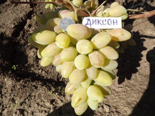 виноград диксон