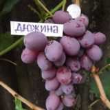 виноград дюжина