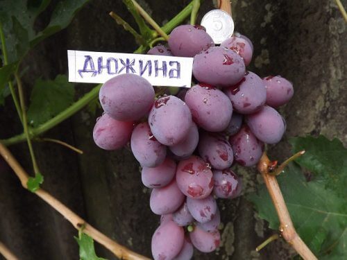 виноград дюжина