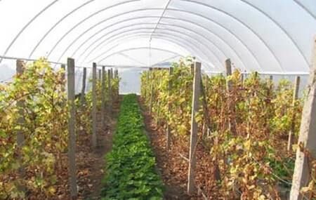 vinogradvteplice