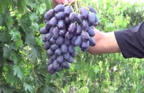 виноград Академик