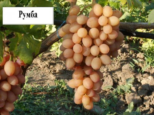 виноград румба