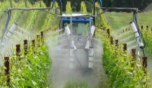 правильный полив винограда