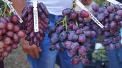 уход за виноградом эверест