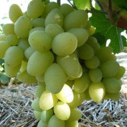 агротехника винограда продюсер