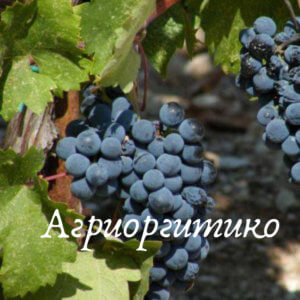 агриоргитико винный виноград
