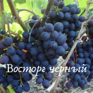 восторг черный описание сорта