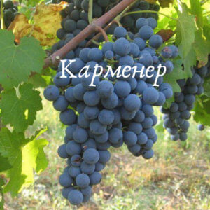 винный виноград карменер