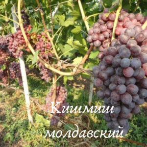 сорт кишмиш молдавский