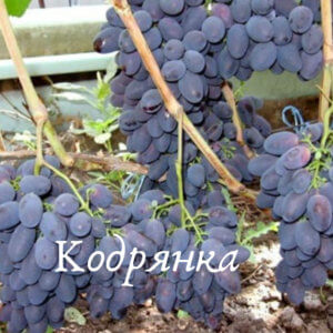 сорт винограда кодрянка