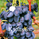 сорт винограда кубань