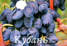 сорт винограда кубань