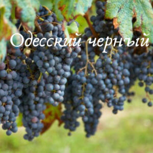 сорта черного винограда