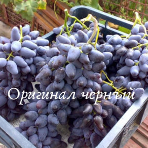 грозди винограда оригинал черный