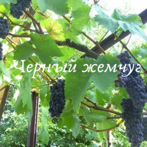 грозди черного жемчуга