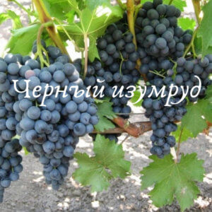 черный изумруд грозди