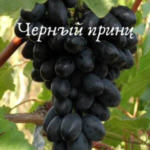 ягоды сорт черный принц