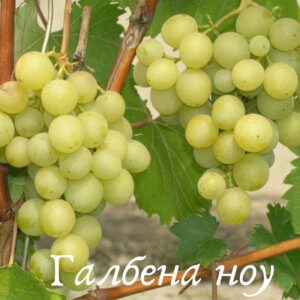 Галбена ноу сорт винограда