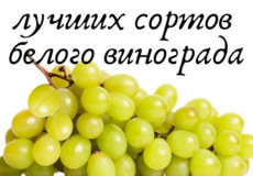 сорта белого винограда