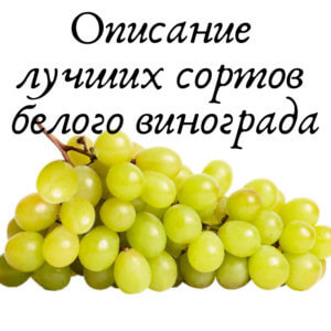 сорта белого винограда