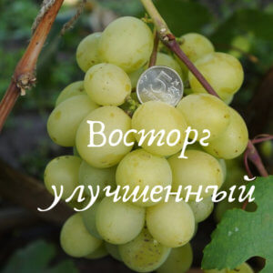 восторг улучшенный
