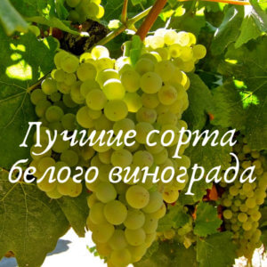 лучшие сорта белого винограда